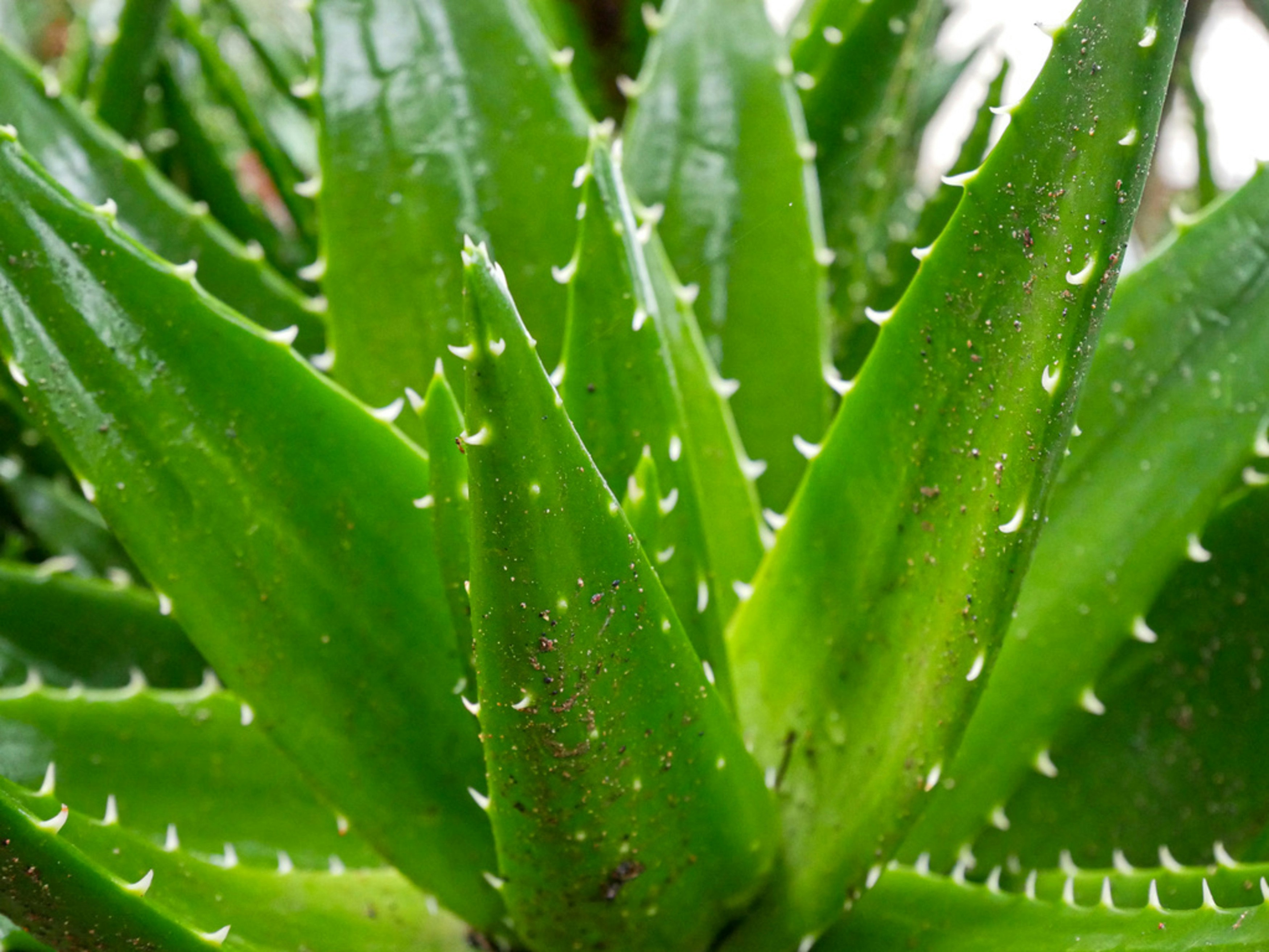 Le meraviglie dellaloe vera una pianta antica con benefici moderni scaled